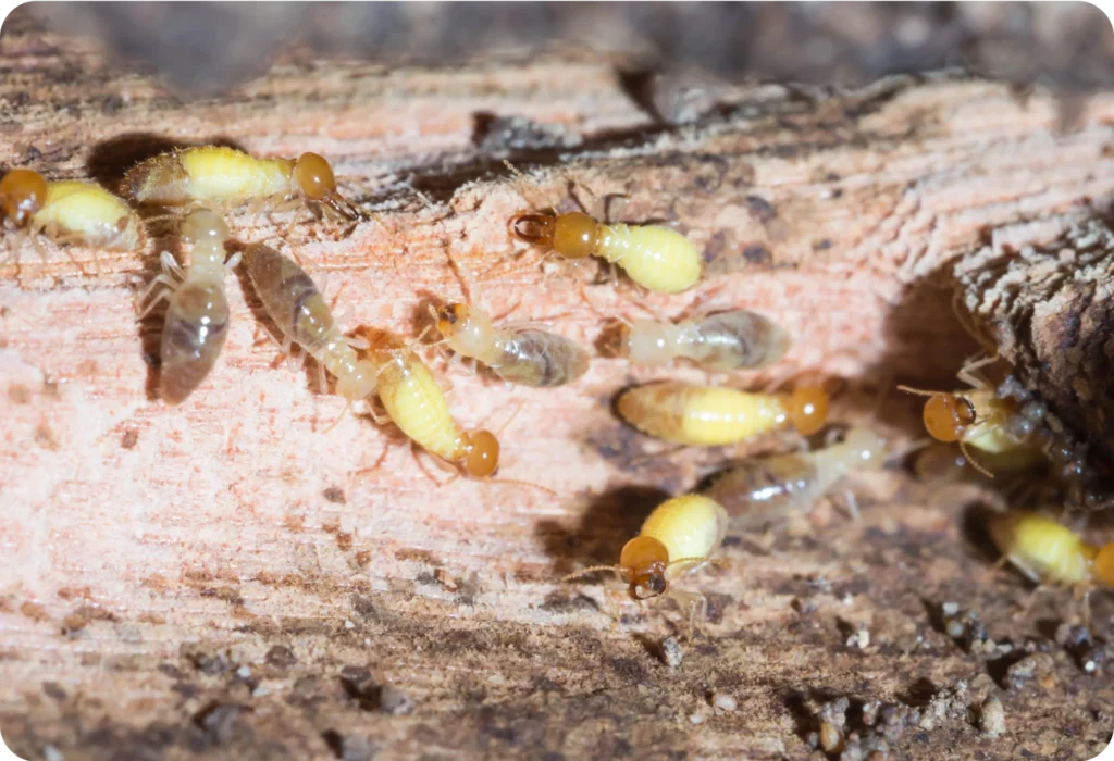 termite treatment sydney
