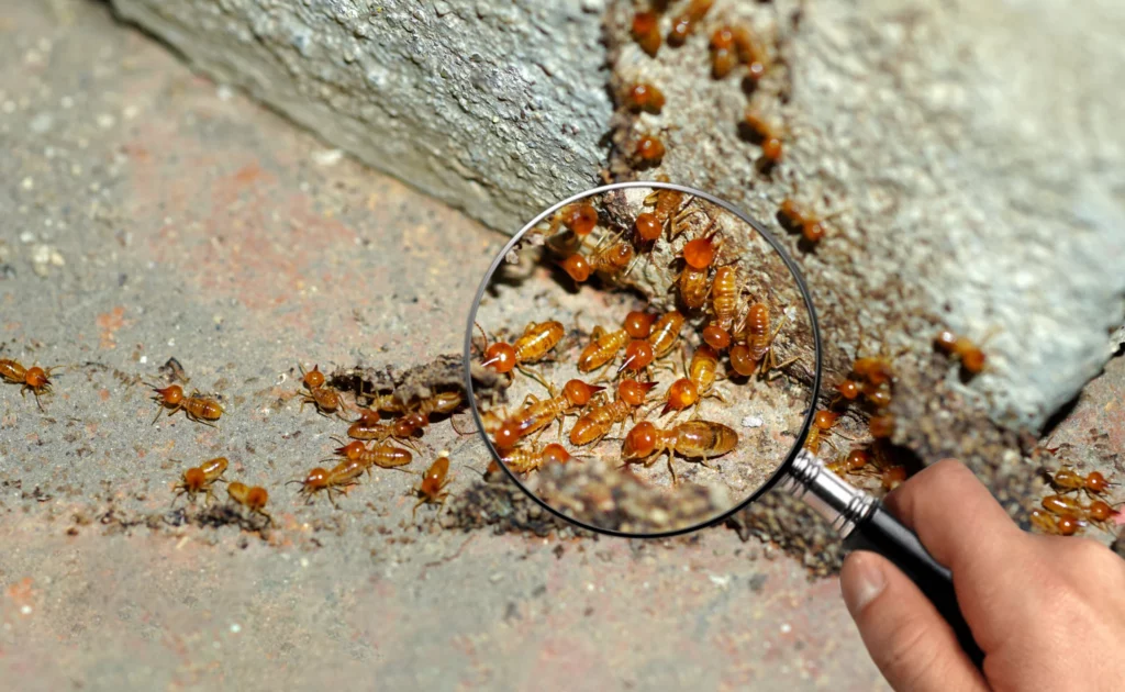 termite inspection sydney