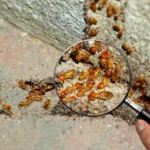 pest control katoomba