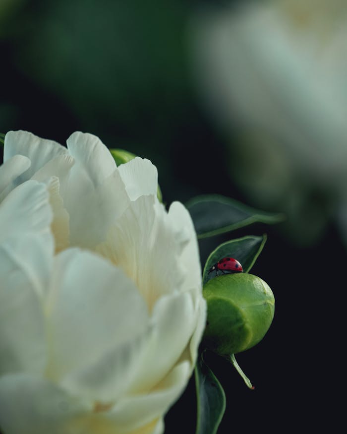 services-02 Close-up of a ladybird on a white flower bud in a Baltimore garden, showcasing nature's elegance.