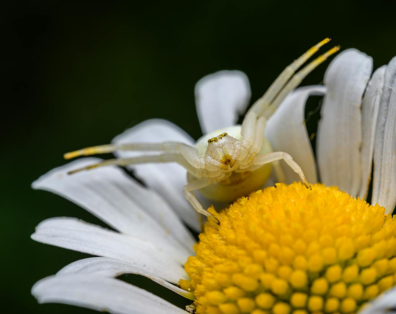 services-04 Detailed macro image of a white crab spider on a blooming daisy flower, showcasing nature's beauty.