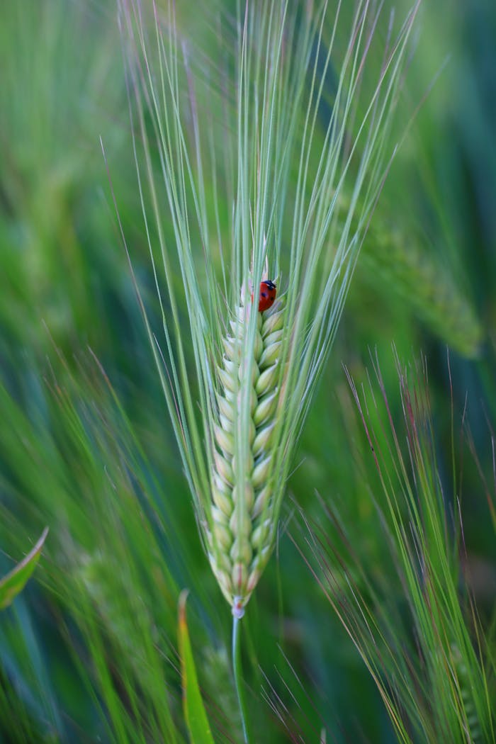 services-03 Close-up of a ladybug resting on a vibrant green wheat spike in a field.