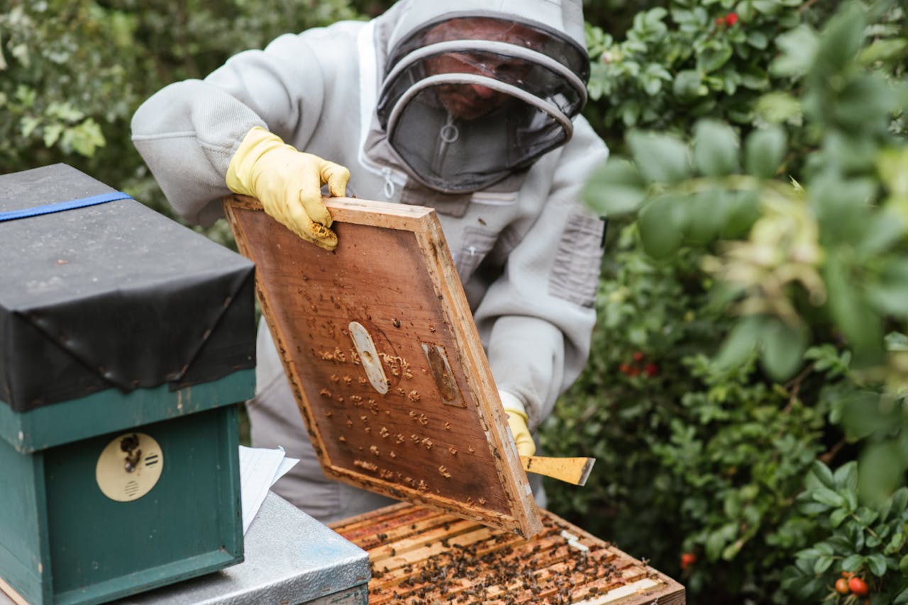 about-us A beekeeper in protective gear inspecting a hive outdoors in a rural area.