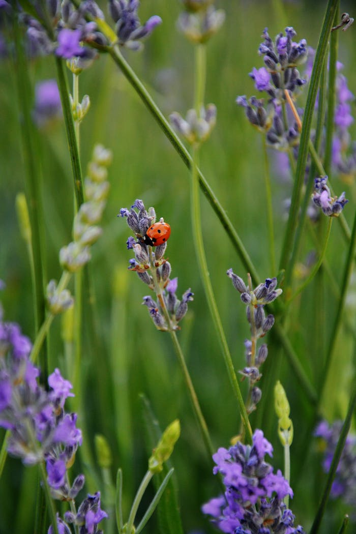A vibrant ladybug perched on blooming lavender in a lush green field.