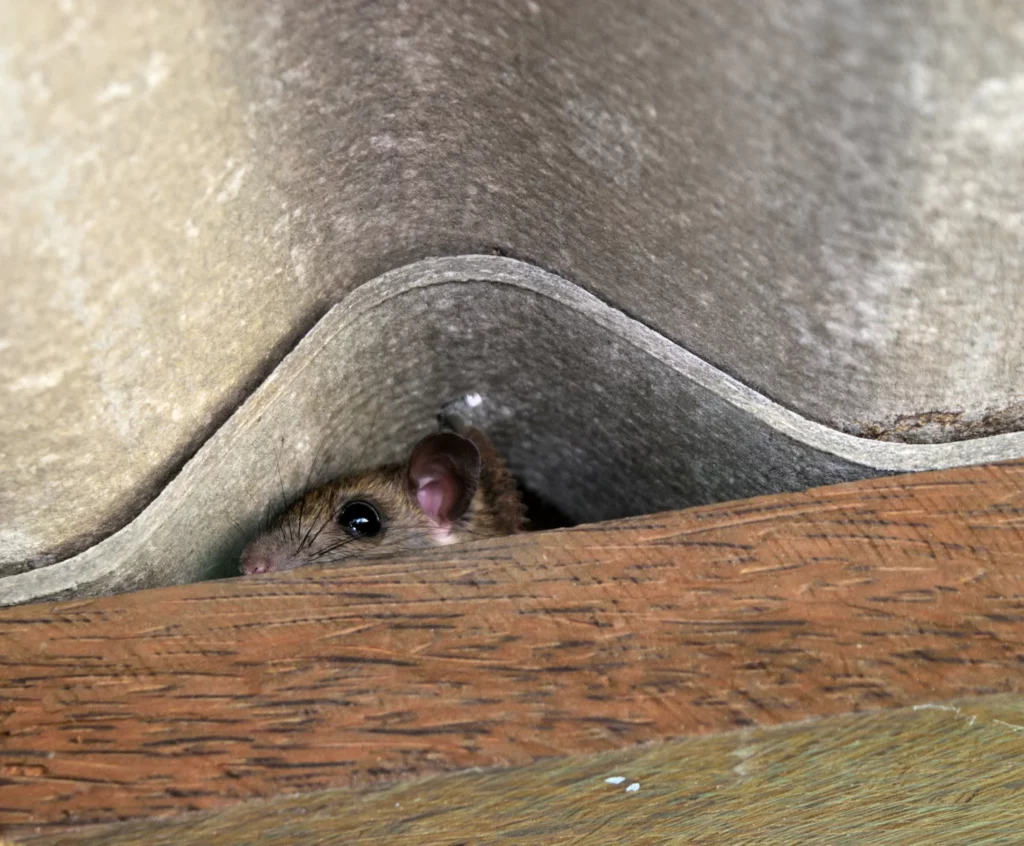 Rodent Exterminator Sydney: Why Professional Help Is Essential

