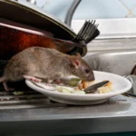Rodent Exterminator Sydney: Why Professional Help Is Essential