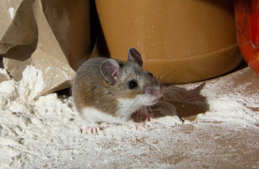 Mice Control Sydney: Keep Your Home Safe from Infestations