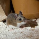 Mice Control Sydney: Keep Your Home Safe from Infestations