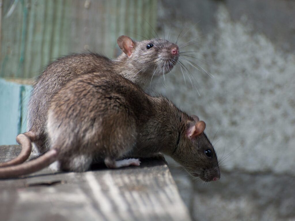 Mice Control Sydney: Keep Your Home Safe from Infestations


